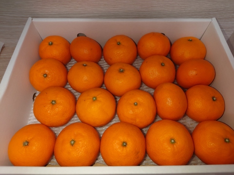 濃厚果汁！南津海（なつみ）贈答用3Kg