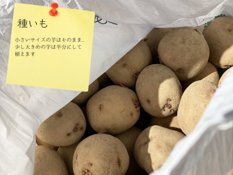 【健康至高】深い自然の甘みが際立つ！新じゃがいも「キタアカリ」3kg