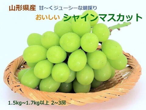 【秋旬】甘～い完熟朝採りシャインマスカット1.5kg～1.7kg以上 2～3房 山形県産「予約」
