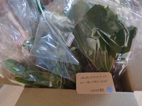 【お買い得☆旬の野菜お試しセット（5〜7品目）】採れたて新鮮お野菜！🌿🫛🧅農薬、除草剤、化学肥料等、一切不使用☆ゆうパック🏣60サイズにたっぷりお入れいたします