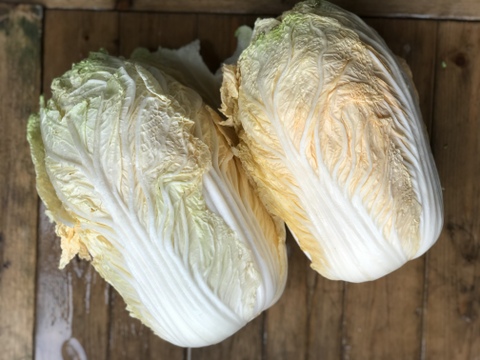 【ハナ様専用】