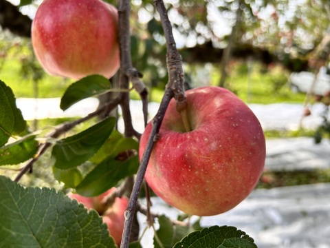 【幻の蜜りんご】山形県産こうとく【丸秀5キロ】