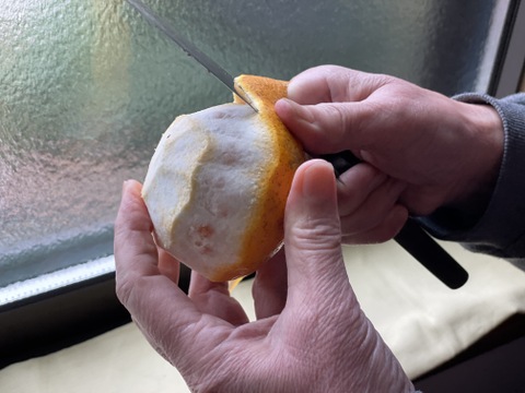【超希少品種】紅ニューサマーオレンジ4kg
