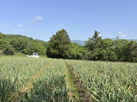 【初出品特別価格！訳あり】2025年収穫　岡山県美作市産のおいしいにんにく　Mサイズ以上　2kg