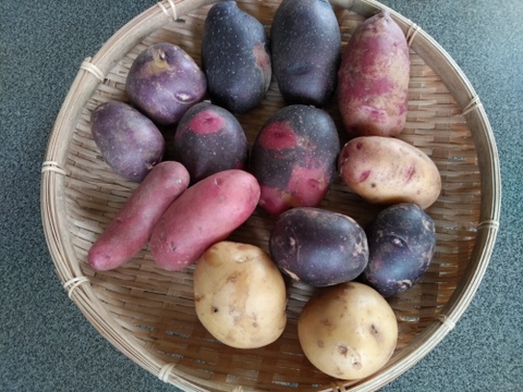 タワラアルタイル彦星（箱込2kg）