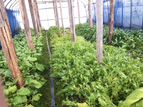 〈冬季限定！〉【京都美山】葉野菜詰め合わせ【当日採りたて！新鮮】