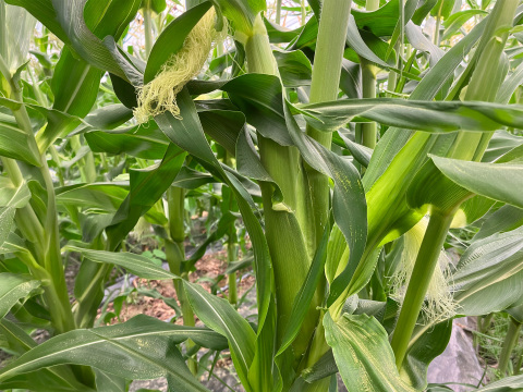 【ご家庭向け訳あり】たっぷり4.5kg フルーツの甘さ ホワイトショコラ（10〜18本）