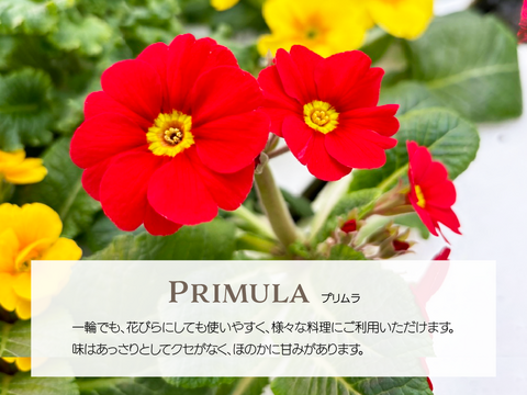 【暖色系詰め合わせ】エディブルフラワー・化学肥料/農薬不使用の安心して食べられるお花