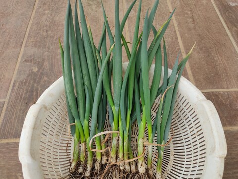 ✨農薬・化成肥料不使用の土の力で育った、主役になる小葱　約1kg✨