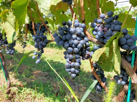 Passerelle Blanc/Rose 2024 2本セット