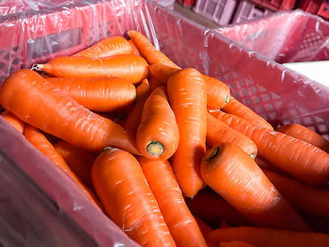 ポトフの湯気に甘みがのる【甘香橙にんじん】｜3kg