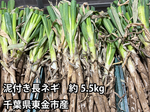 【消費者応援!】泥付き白ネギ 約5.5kg 千葉県東金市産 長ねぎ 葱