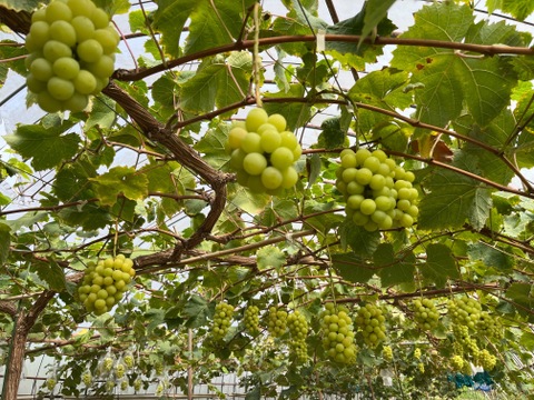 家庭用　岡山県産ゴールデンシャインマスカット4〜5房　１房約300〜450g  80サイズ箱入り
