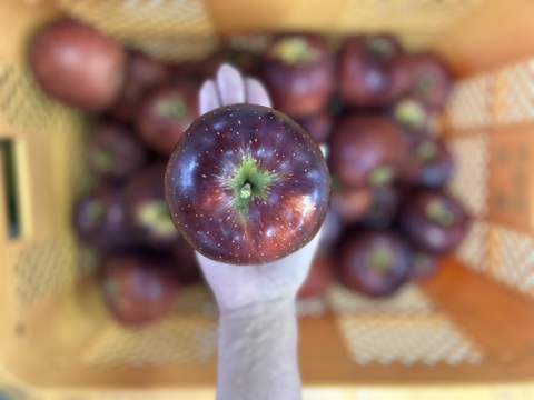 パリッと甘い！山形県産秋映【お試し大玉1.5キロ】