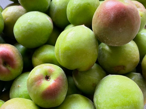 朝もぎ当日発送！紀州南高梅 青梅 5kg【特別栽培】（梅酒・シロップ用／訳あり）