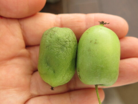 【栄養満点】珍果サルナシ　選別なし約１kｇ