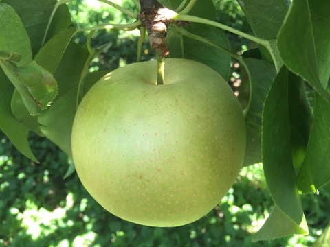 進化した二十世紀梨！　千葉県産【スーパー二十世紀 - 瑞鳥】3㎏『5～8玉入』　市川のなし・フルーツキャップ個装