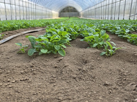 元気たっぷり有機ベビーリーフ500g