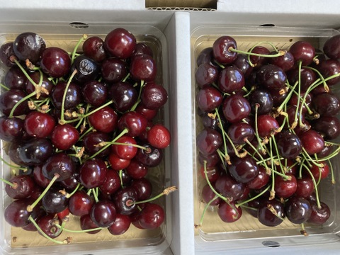 【発送は６月中旬～】さくらんぼ 紅さやか３５０ｇ×２(お家用)「甘酸っぱいのが好みの方にオススメ!!」