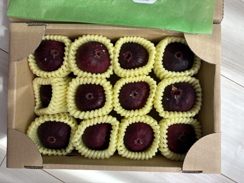 【特別栽培認可の】フワフワとろーり朝採り完熟いちじく(6～12個)贈答用にもご利用下さい！