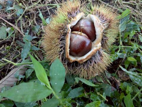 【農薬不使用栗の王様　1kg】栗の王様　利平栗　宮崎から宝珠の栗をお届け！！
