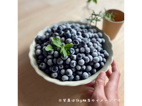 長野県産【冷凍ブルーベリー】農薬・除草剤不使用 【中粒】500g