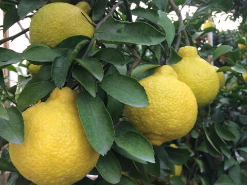 【みかん食べくらべ】はるみ4kgはるか4kg【ゲン担ぎ福袋】少々キズあり大小まざり