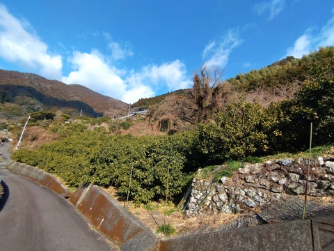 蔵出し貯蔵晩生みかん(3Lより大きいサイズ・5kg約)