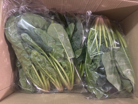 冬の本気！ギュッと濃い味肉厚ほうれん草（200ℊﾊﾟｯｸ×１０Ｐ）