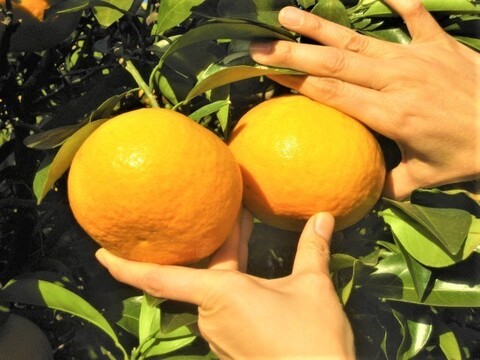 【母の日ギフト】伊豆の朝採り『ニューサマーオレンジと甘夏の贈り物』5㎏ギフトボックス【農薬・肥料・除草剤不使用】グリーティングカード添付