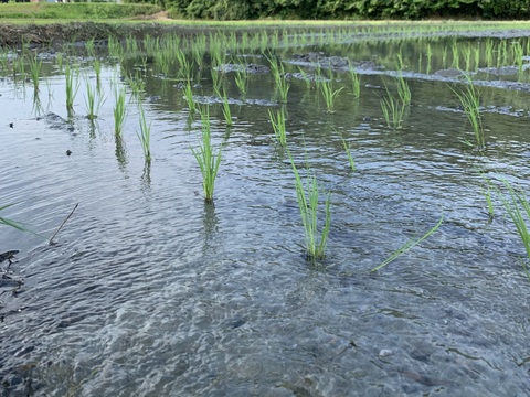 ホタル舞う熊本県産お米「にこまる」精米 10kg 農家直送