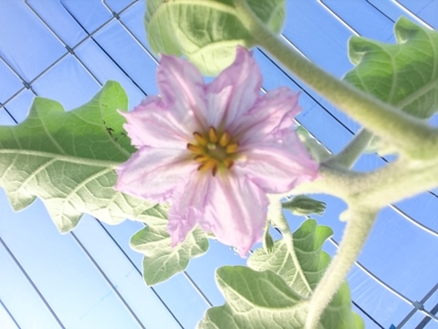 【数量限定】★驚きの食感 とろけるナス★ ロッサビアンコ(約500g/2個)[初物/化学農薬・化学肥料不使用]