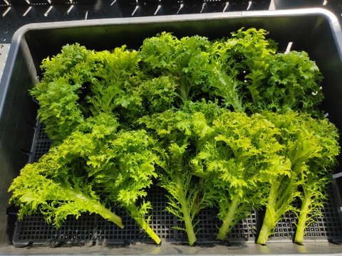 ✨農薬・化成肥料不使用の採れたてサラダセット（たっぷり600g：わさびリーフ300g+ミックスレタス300g）✨