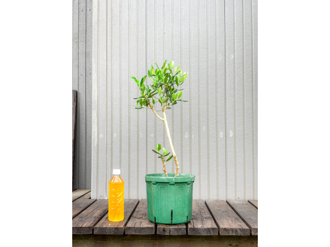 オリーブ 鉢植え クライスト｜育てやすい シンボルツリー・盆栽にも最適　10