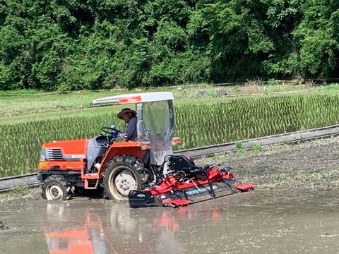 【令和７年新米】岡山県産 にじのきらめき玄米10kgホタル舞う田んぼで育てました。キラつや、ふっくらモチモチ食感で冷めても美味しいご飯になります、白米も可能です。