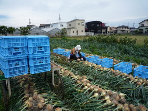 【とっても甘い】日本最古の産地　泉州玉葱（約5㎏）保存用ネット2枚付き