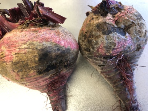 ※訳あり　　確かな甘み！スーパーフード　ビーツ