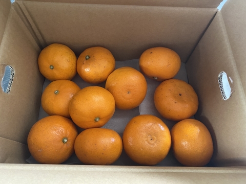 【柑橘の大トロ】玉宝せとか（２kg）※ご家庭用