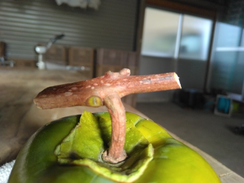 甲州百目（干し柿用渋柿）ご家庭用4ｋｇ(12～16個）