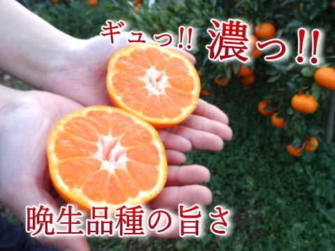 【訳あり】濃甘っ！黄金熟成で晩生みかん本来の甘さや旨さを最大限に！食べるみかんジュース！まさにトップ・オブ・ザ・みかん！超熟みかん「熟太郎（じゅくたろう）」訳あり品　サイズ混合　５kg【628】