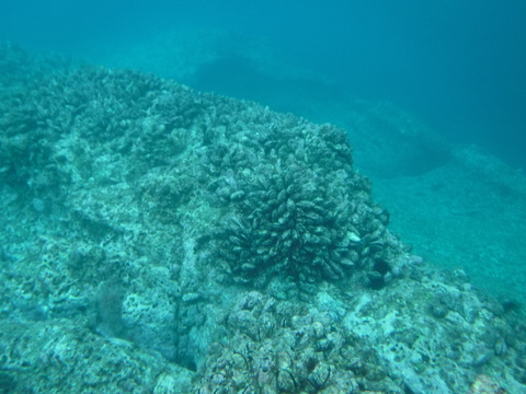 小泊産‼したんだめ1.5kgとしろけ2kgセット