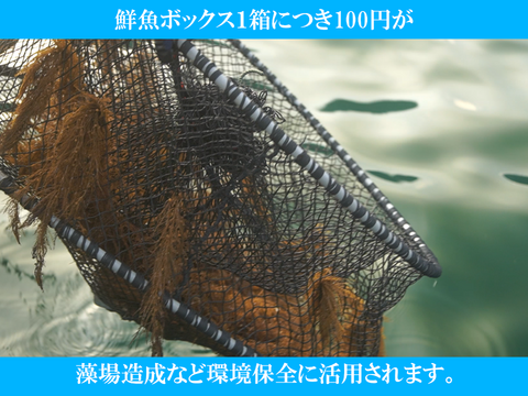 下処理⇒即日発送！ロコフィッシュ鮮魚ボックス2~3kg【エコ包装】
