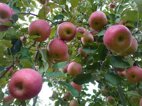 リンゴの王様『サンふじ』ご家庭用秀品約３kg　りんごといえばやっぱりふじ！！