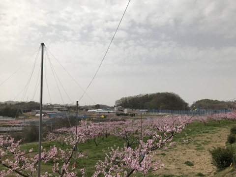 希少！ふゆももがたり（贈答約1.3キロ）5〜6玉