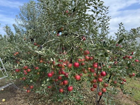 【お菓子づくりに！】山形県産りんご紅玉訳あり家庭用箱込5kg（15〜30玉）