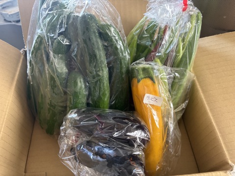 《山形のダシ》カラフルオクラと自根キュウリセット(農薬不使用)