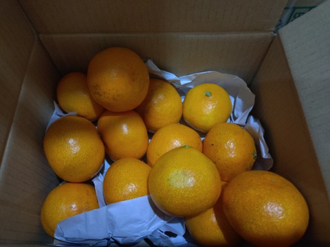 【お試し/少人数】S~Mサイズ1kg:とみ子ばぁばの宮川早生