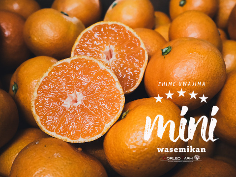 濃厚小玉ミニセレクション【数量限定】とろける食感の絶品早生みかん9.5kg