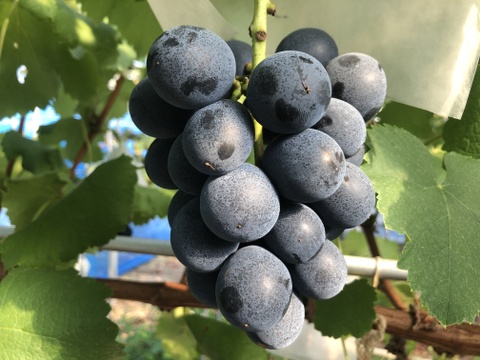 濃厚ナガノパープル　粒パック詰め2kg  家庭用　クール便