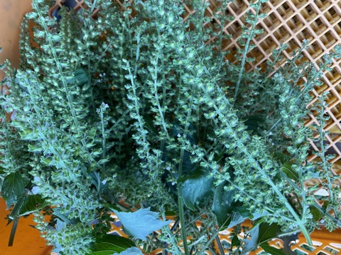 【大好評♪】主茎　 茎ブロッコリー　1350g→ 1760g  from 名水の里　神奈川県秦野市